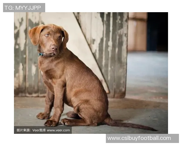 美国队新吉祥物班纳灵感源自切萨皮克湾寻猎犬的故事